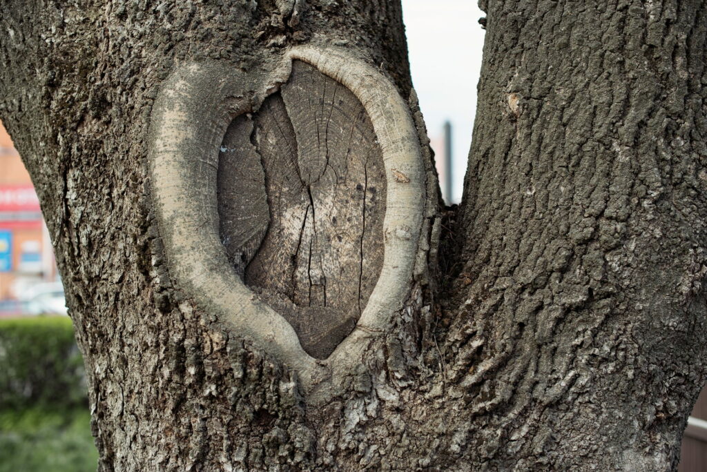 Old wound on tree.