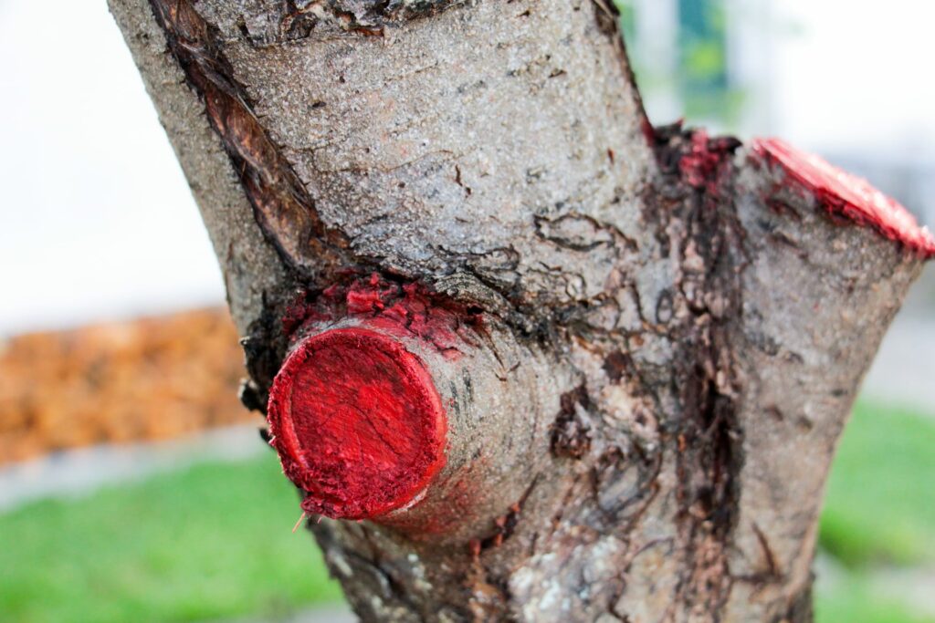 Tree wound healing.