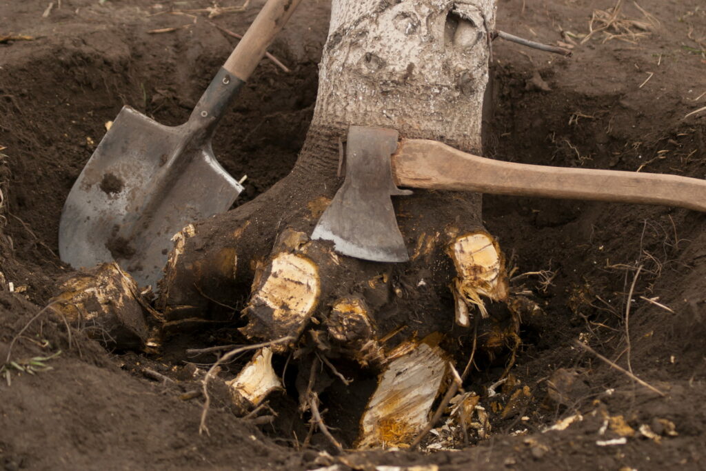 Manually removing a stump from the ground.