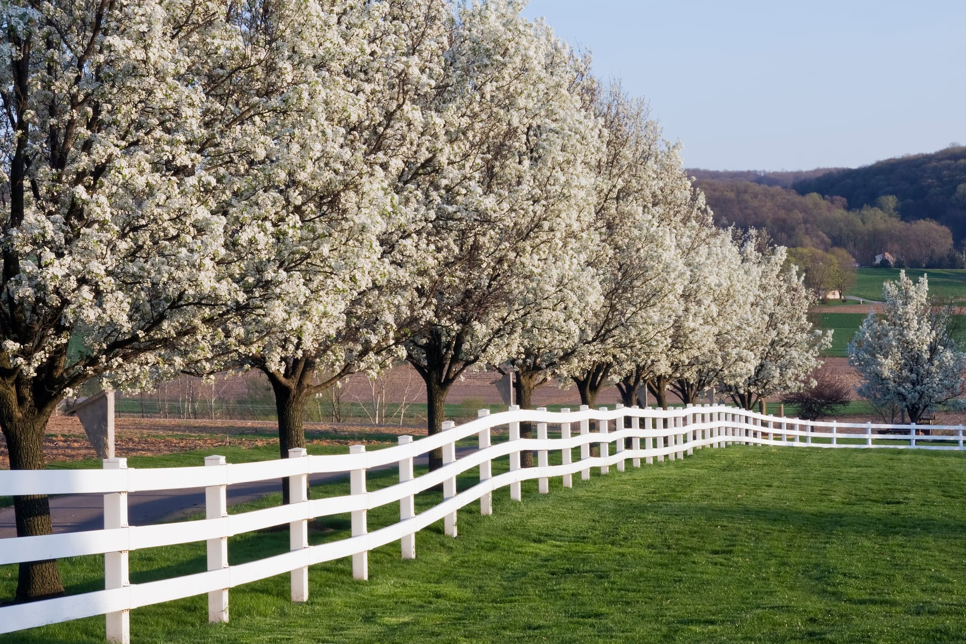 Exploring Georgia’s Native Trees: Species to Consider for Your Yard ...