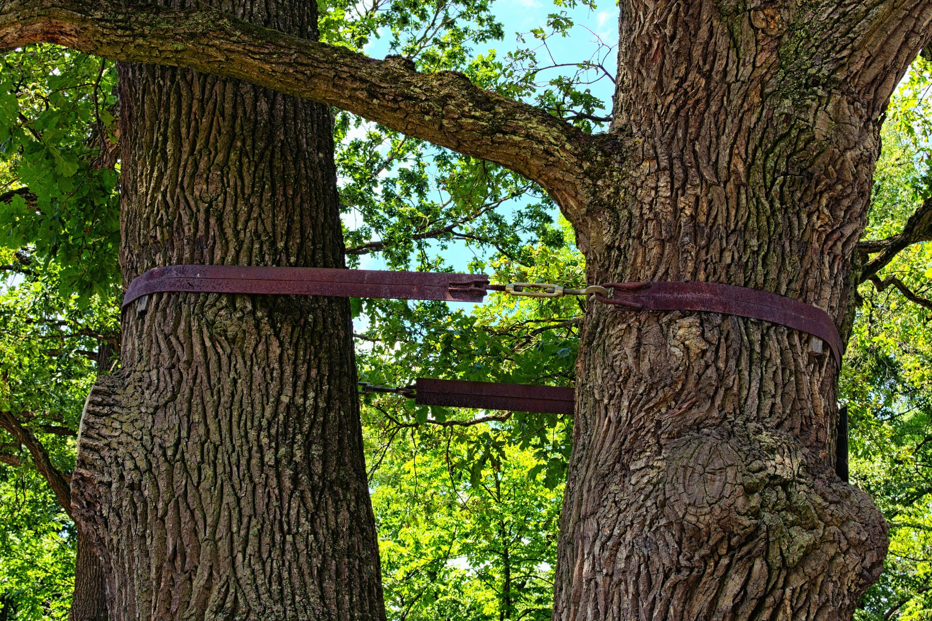 Understanding the Process of Tree Cabling and Bracing: When and Why It ...