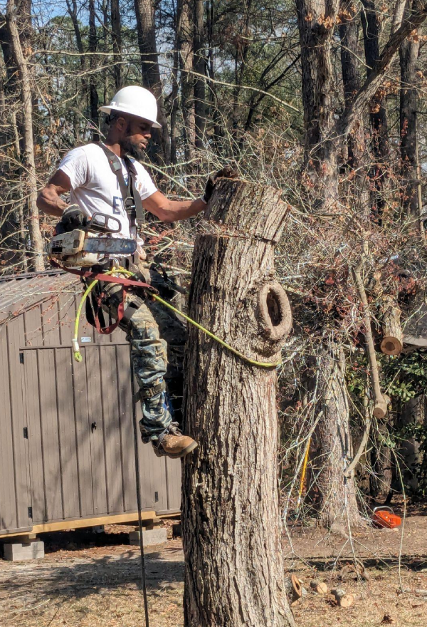 Tree Cutting Expert